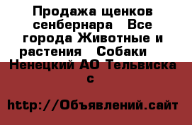 Продажа щенков сенбернара - Все города Животные и растения » Собаки   . Ненецкий АО,Тельвиска с.